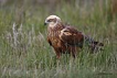 Saz delicesi / Circus aeruginosus / Western marsh-harrier 